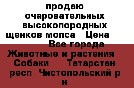 продаю очаровательных высокопородных щенков мопса › Цена ­ 20 000 - Все города Животные и растения » Собаки   . Татарстан респ.,Чистопольский р-н